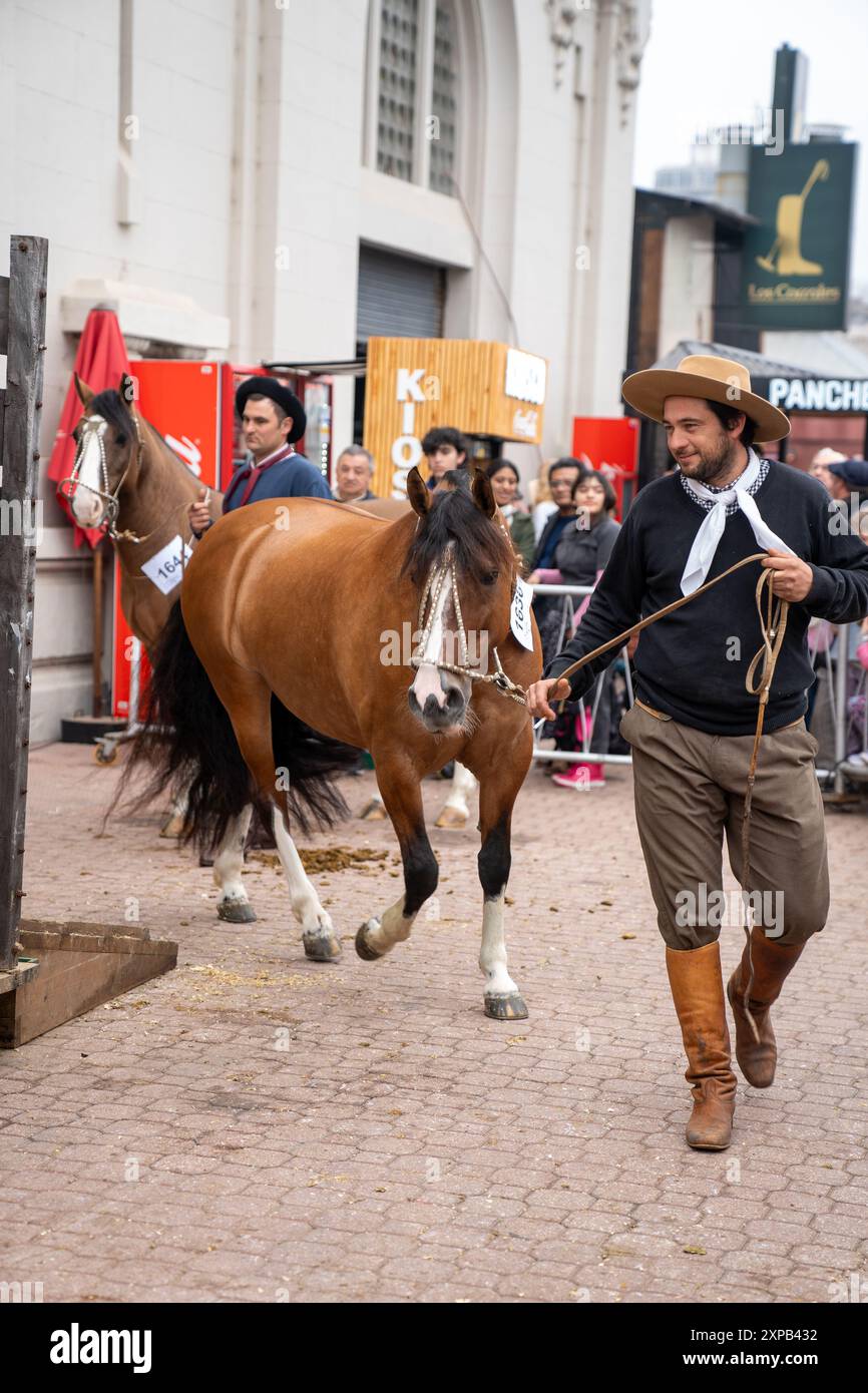 Pferde auf der Landausstellung Stockfoto