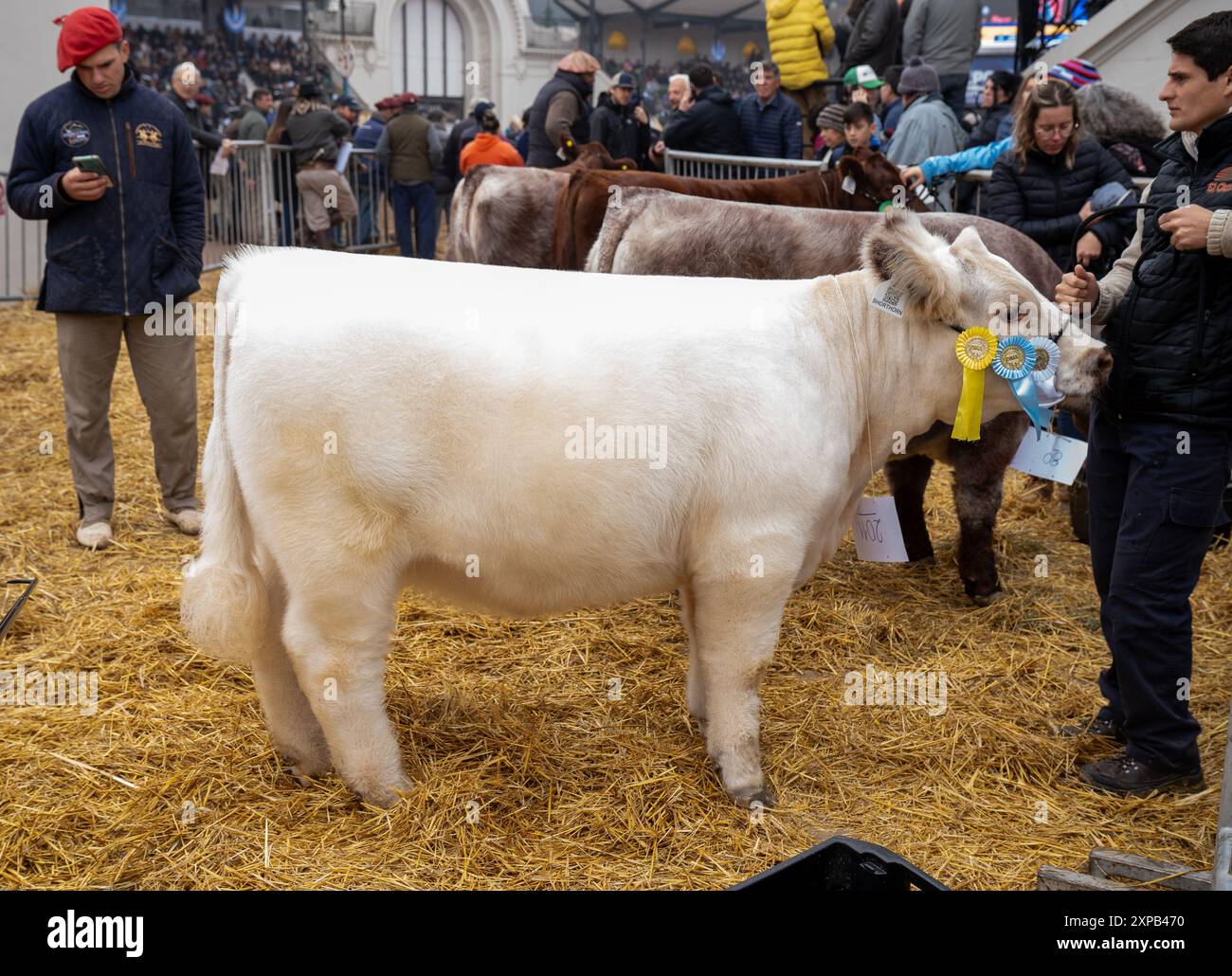 Ländliche Ausstellung von Kühen, Pferden, Schafen auf dem Lande Stockfoto