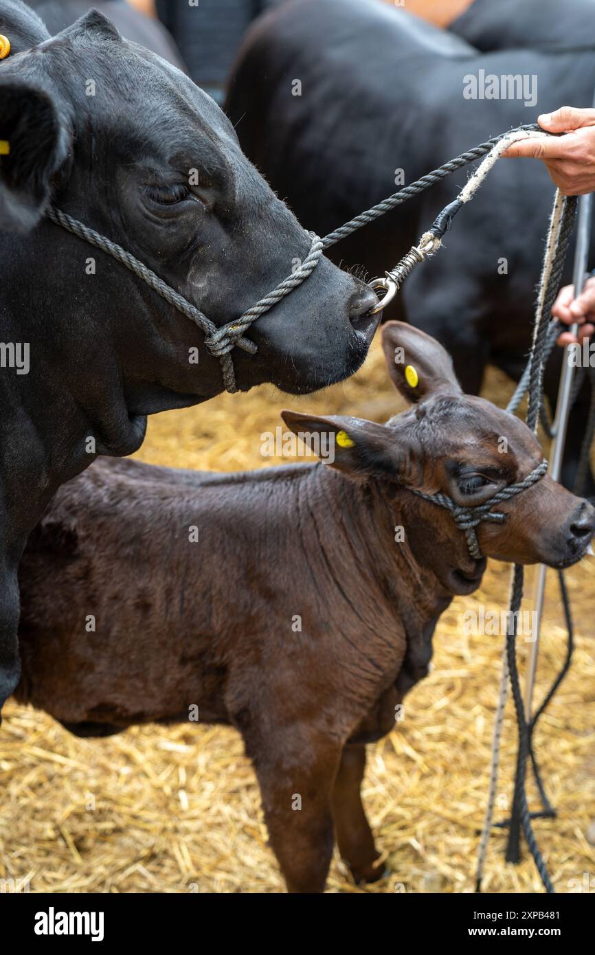 Ausstellung von Kühen, Pferden auf der Landausstellung Stockfoto
