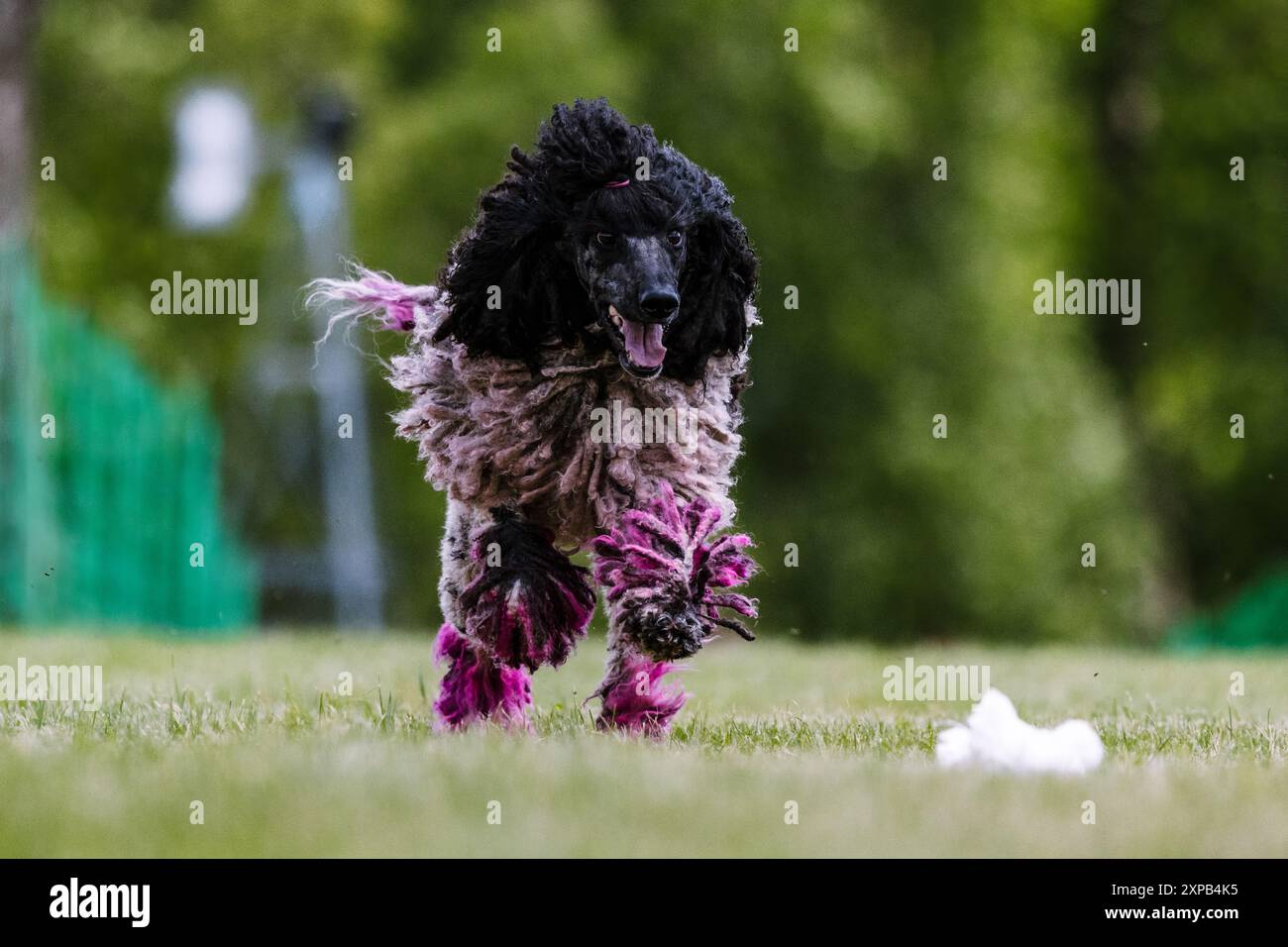 Schnurgebundener Standard Poodle Running-Köder-Kurs Hundesport Stockfoto