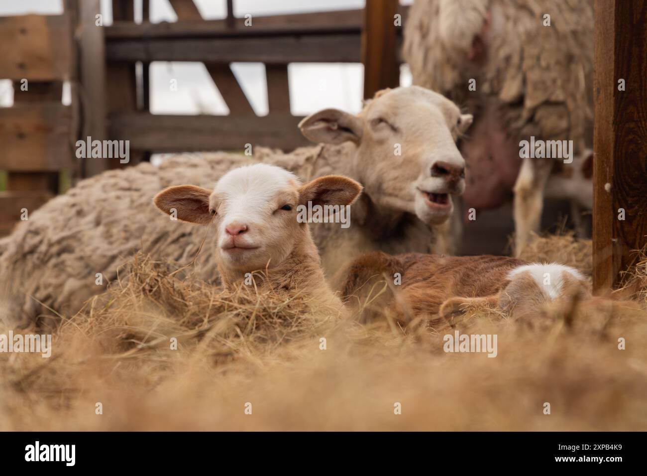 Süße Lämmer und weibliche Schafe Porträt. Freilandschafe in Ruhestellung Stockfoto