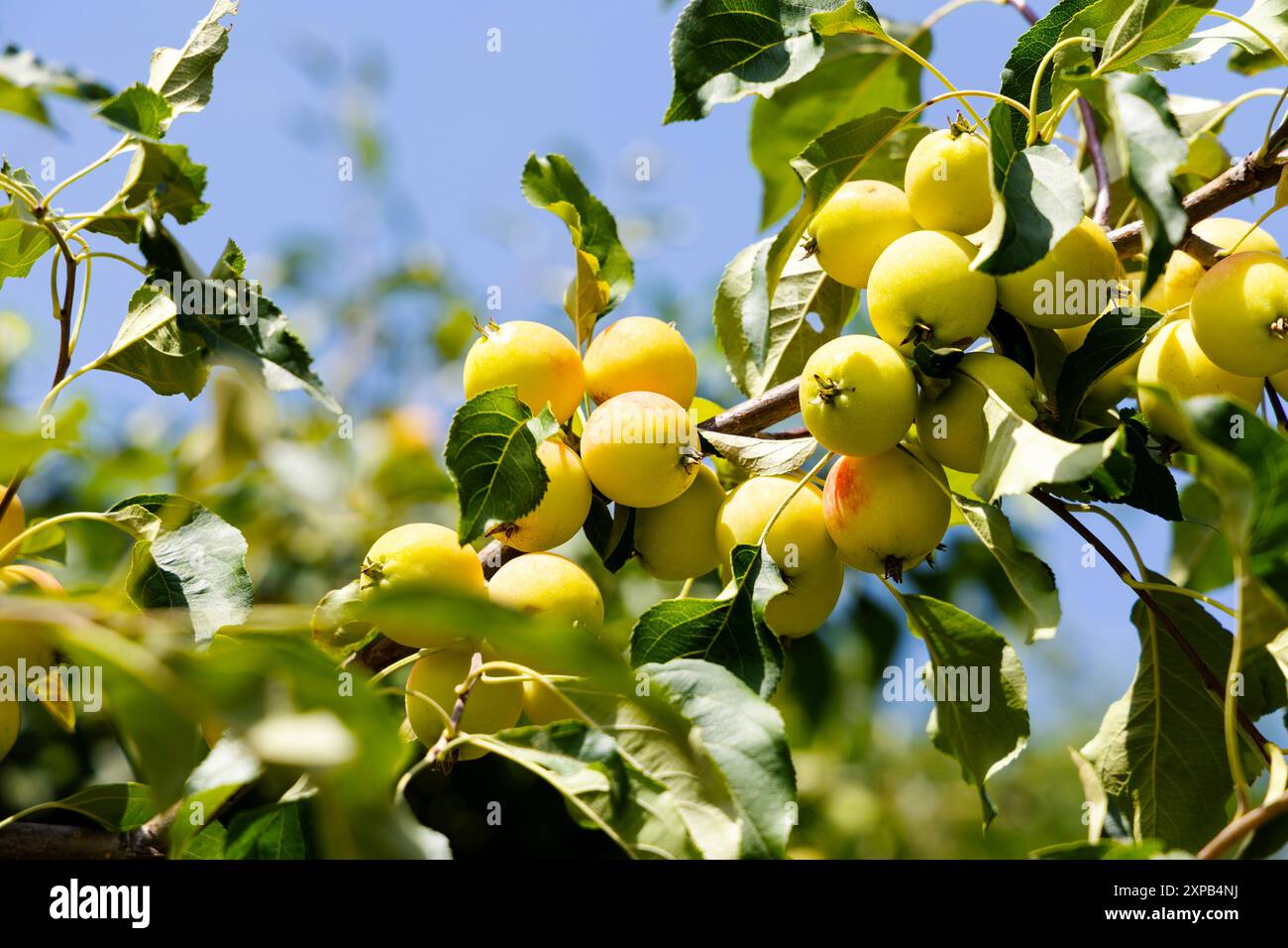 Wilde Äpfel wachsen in einem Park in Warschau, Polen Stockfoto