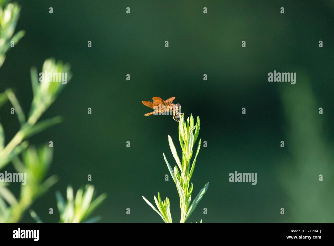 Die östliche Amberwing Libelle sitzt auf der Pflanze am Teich Stockfoto