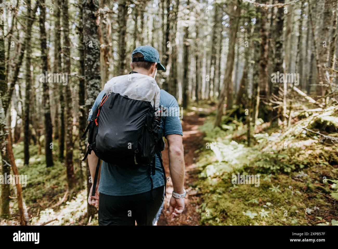 Wandern durch den dicken Wald auf dem 100 km langen Appalachian Trail Stockfoto