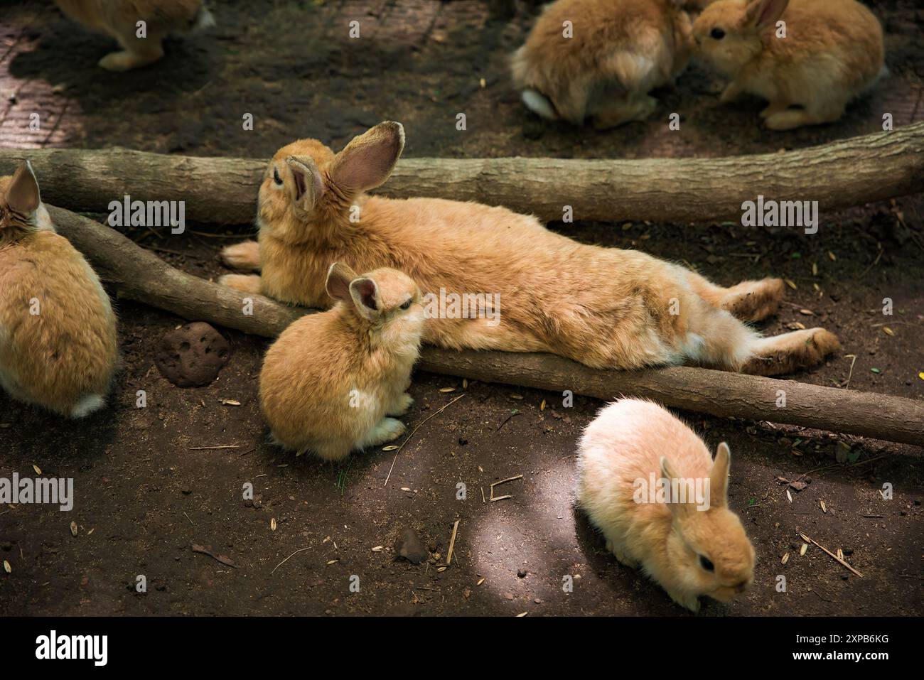 Mutterkaninchen (Oryctolagus cuniculus domesticus) mit kleinen Säuglingen Stockfoto