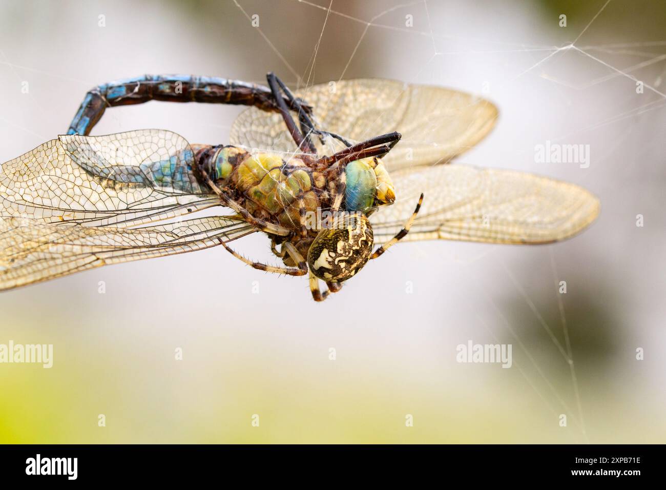 Spinne isst seine Opfer Libelle, sauberer Hintergrund Stockfoto