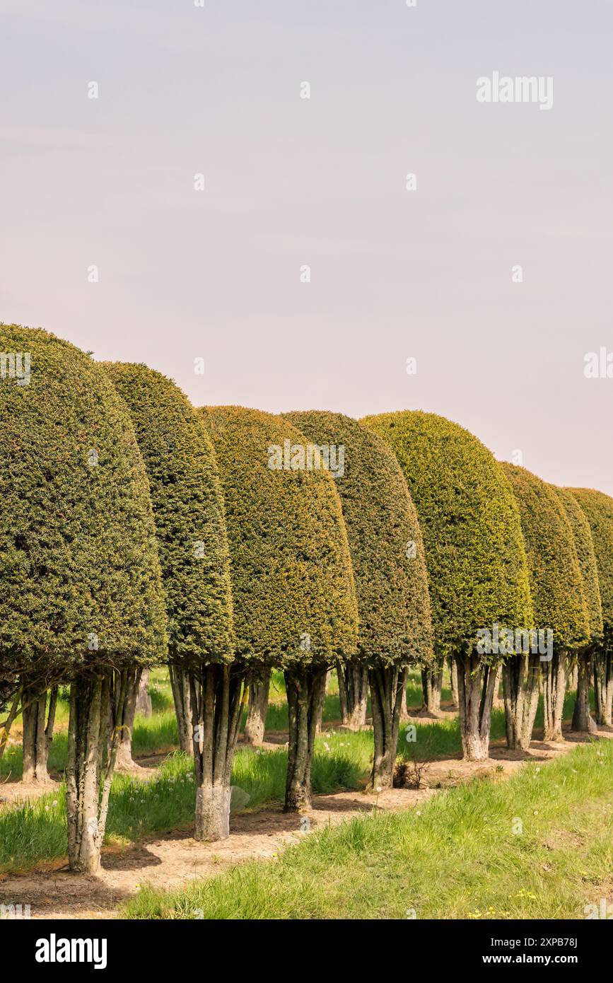 Niederländische Baumschule mit frischen grünen Bäumen in Gelderland, Niederlande Stockfoto