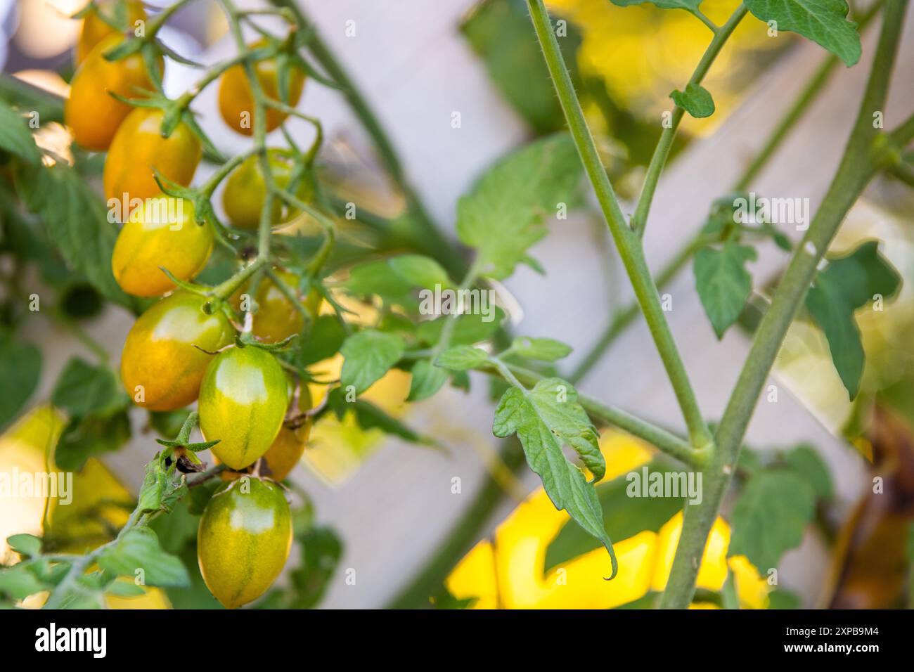 Weinreben reife kleine Tomaten im Garten Stockfoto