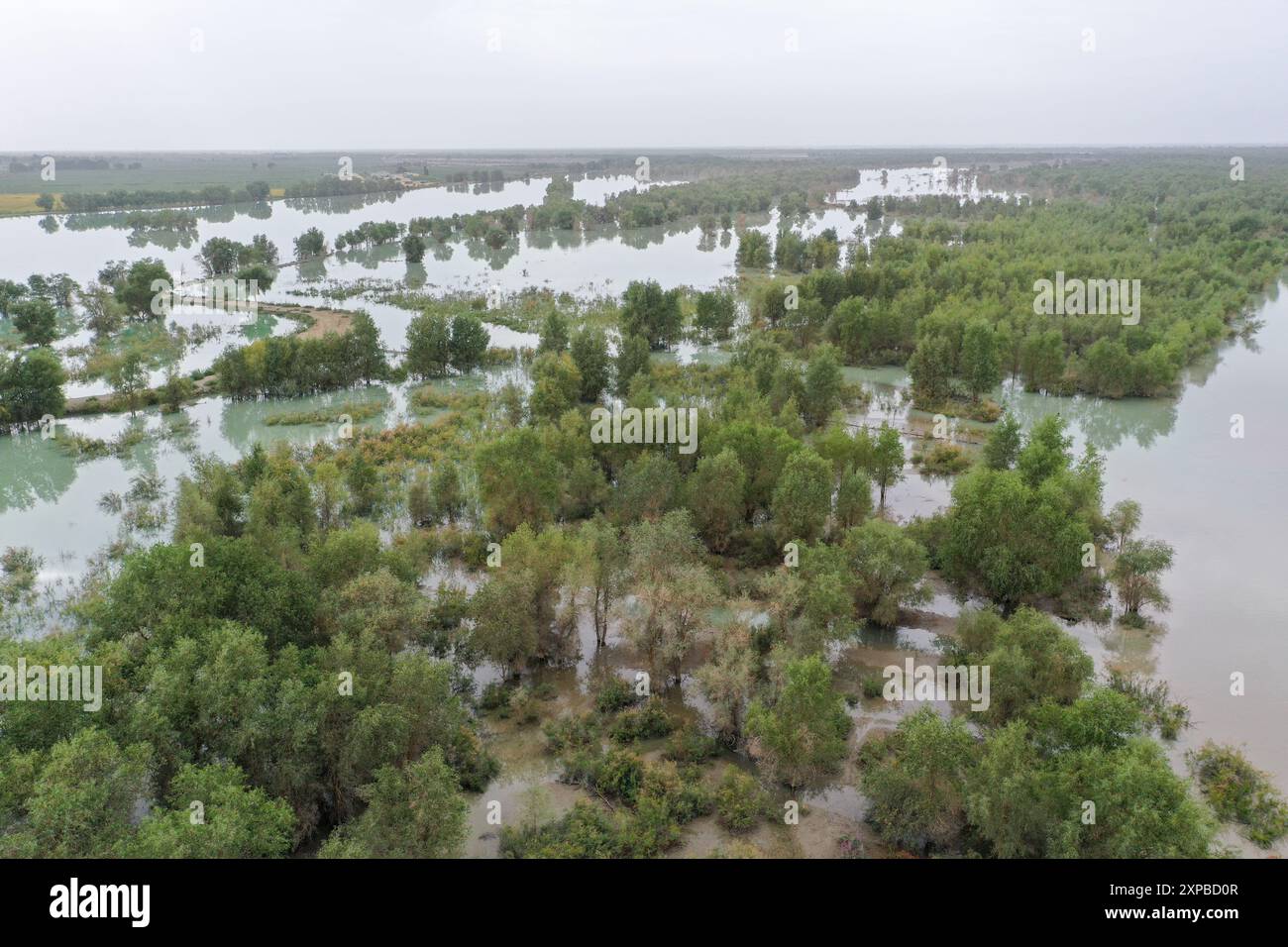 (240805) -- SHAYA COUNTY, 5. August 2024 (Xinhua) -- dieses am 3. August 2024 aufgenommene Luftdrohnenfoto zeigt das Hochwasser des Tarim-Flusses, das zur Bewässerung eines Waldes von Populus euphratica in Xayar County, Nordwestchinas autonomer Region Xinjiang Uygur, umgeleitet wurde. Die Wassermenge des Tarim River in der Autonomen Region Xinjiang Uygur, die von hohen Temperaturen und starken Regenfällen betroffen ist, übersteigt die Alarmstufe. Die örtlichen Behörden mobilisierten Notfallteams, die rund um die Uhr an den Hochwasserschutzlinien im Einsatz sind, und nutzten Wasserschutzeinrichtungen, um die öffentliche Sicherheit während des Maxi-Prozesses zu gewährleisten Stockfoto