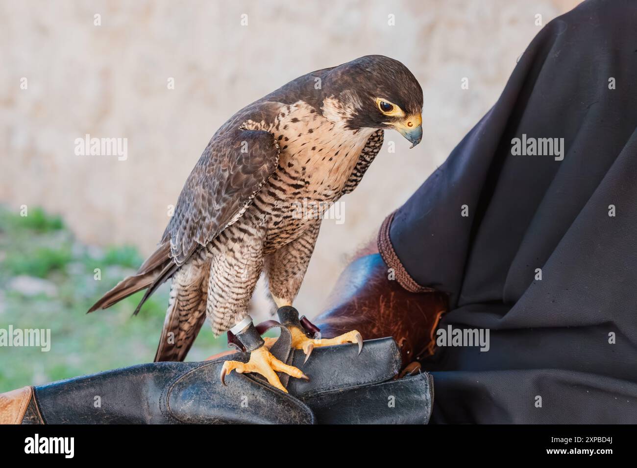 Greifvogel in der Falknerei, sein scharfer Schnabel und scharfe Augen, die seine Jagdfähigkeit und Vogelperspektive unterstreichen. Stockfoto