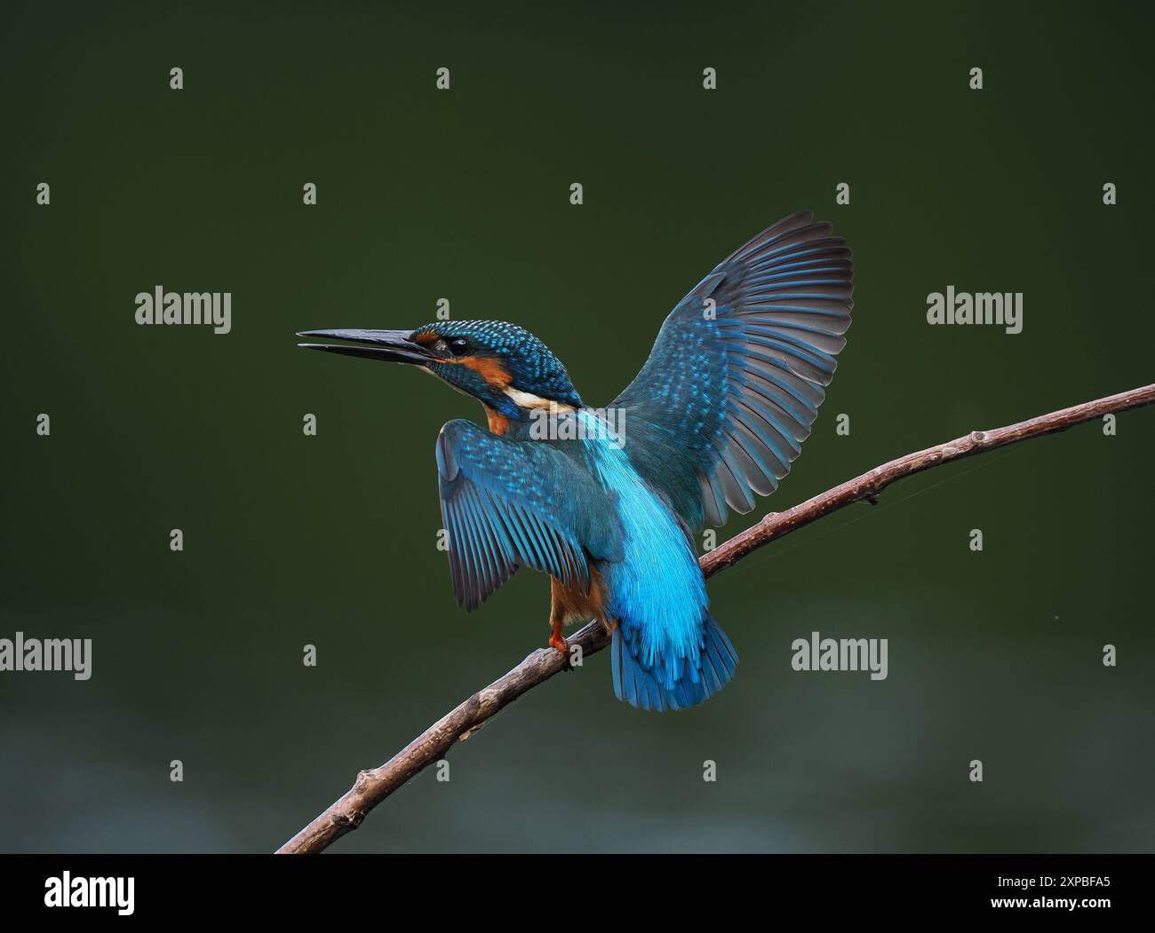 Geschwister eisvogel tolerieren sich schnell nicht, und Aggressionen zwischen den Jungvögeln, erhobene Flügel und Jagd sind üblich. Stockfoto