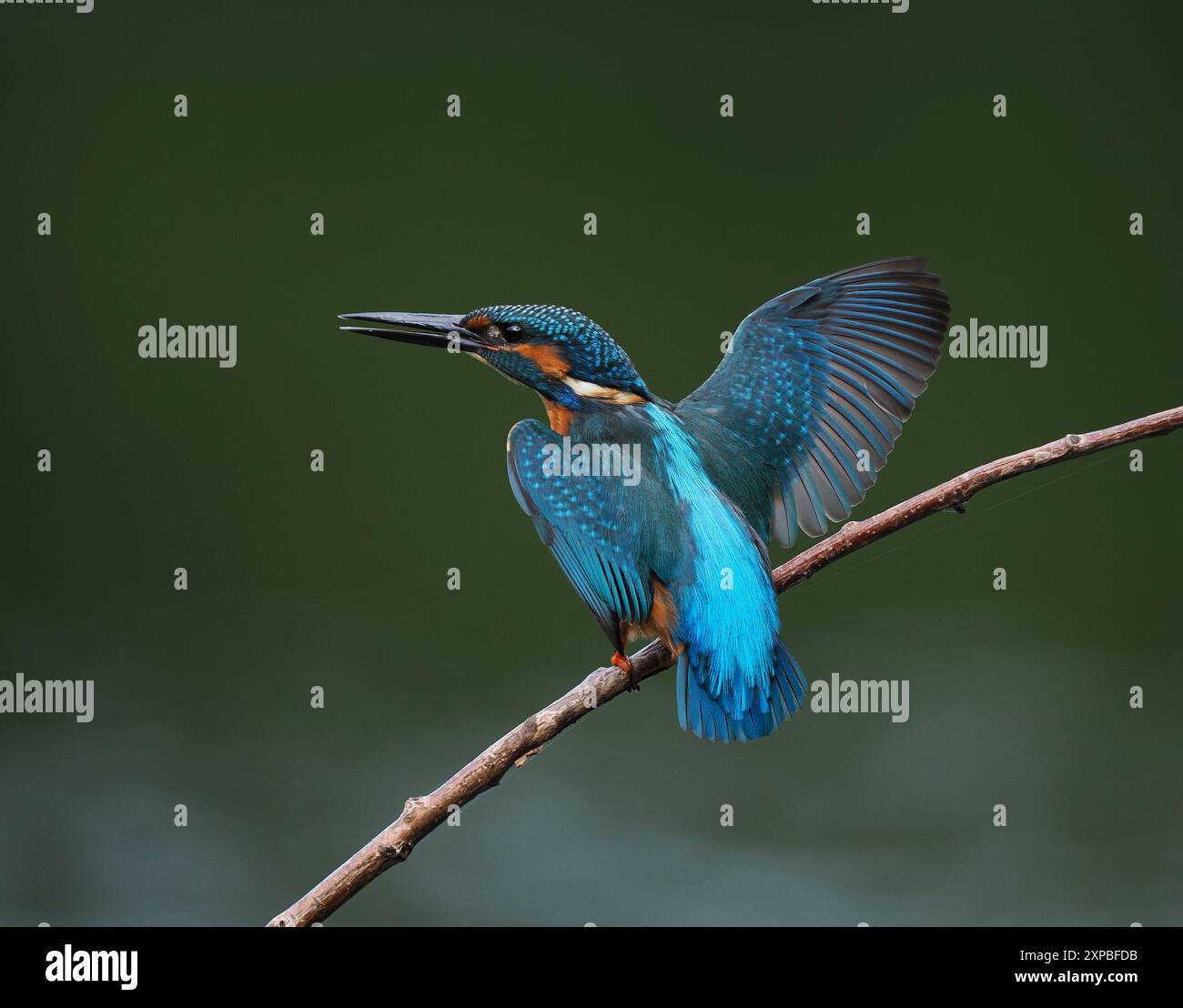 Geschwister eisvogel tolerieren sich schnell nicht, und Aggressionen zwischen den Jungvögeln, erhobene Flügel und Jagd sind üblich. Stockfoto