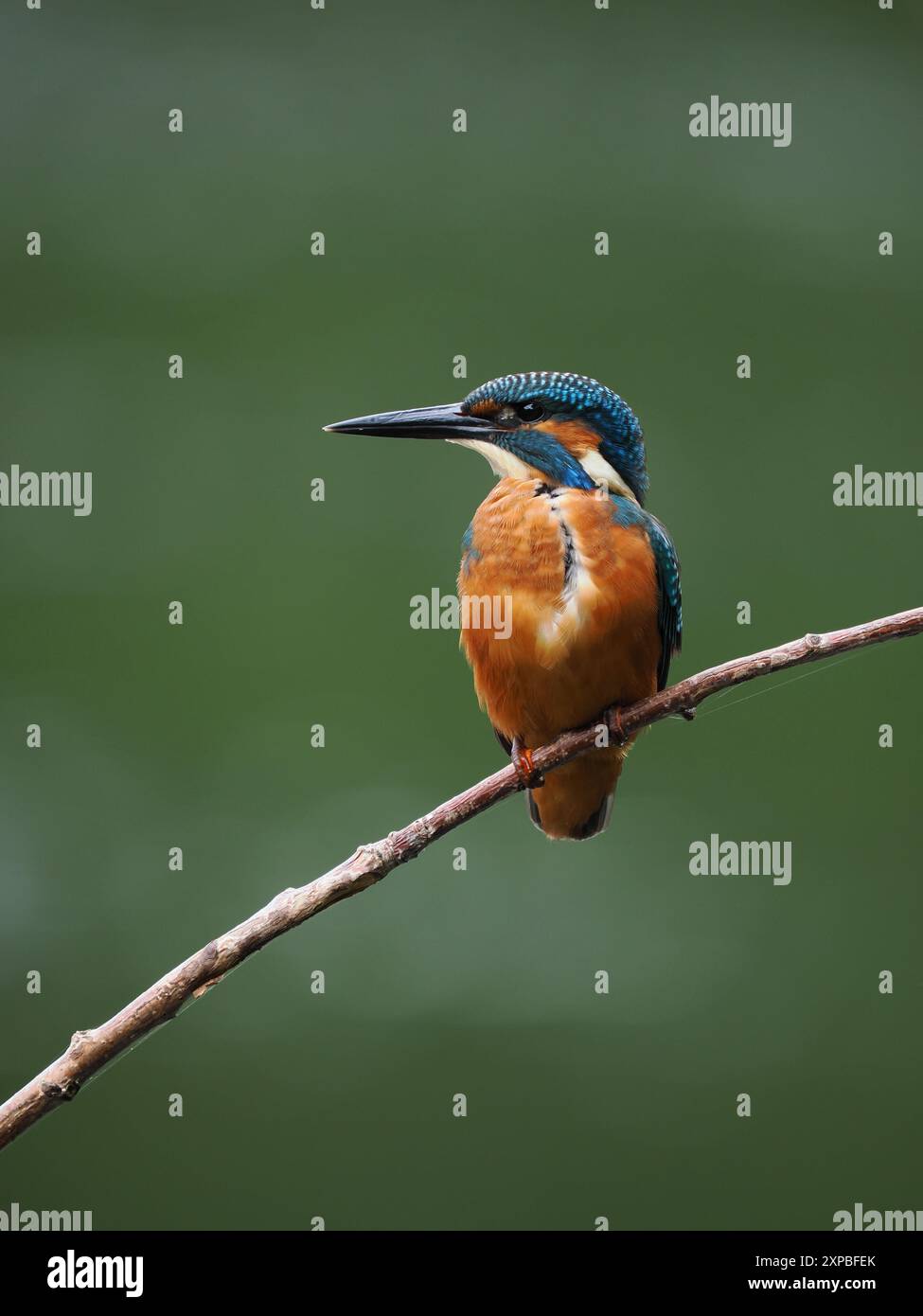 Geschwister eisvogel tolerieren sich schnell nicht, und Aggressionen zwischen den Jungvögeln, erhobene Flügel und Jagd sind üblich. Stockfoto