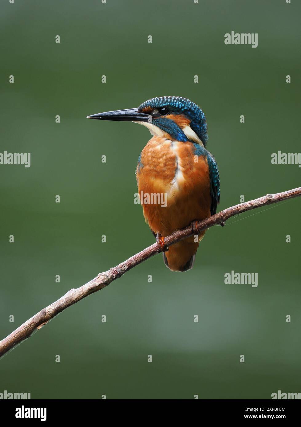 Geschwister eisvogel tolerieren sich schnell nicht, und Aggressionen zwischen den Jungvögeln, erhobene Flügel und Jagd sind üblich. Stockfoto