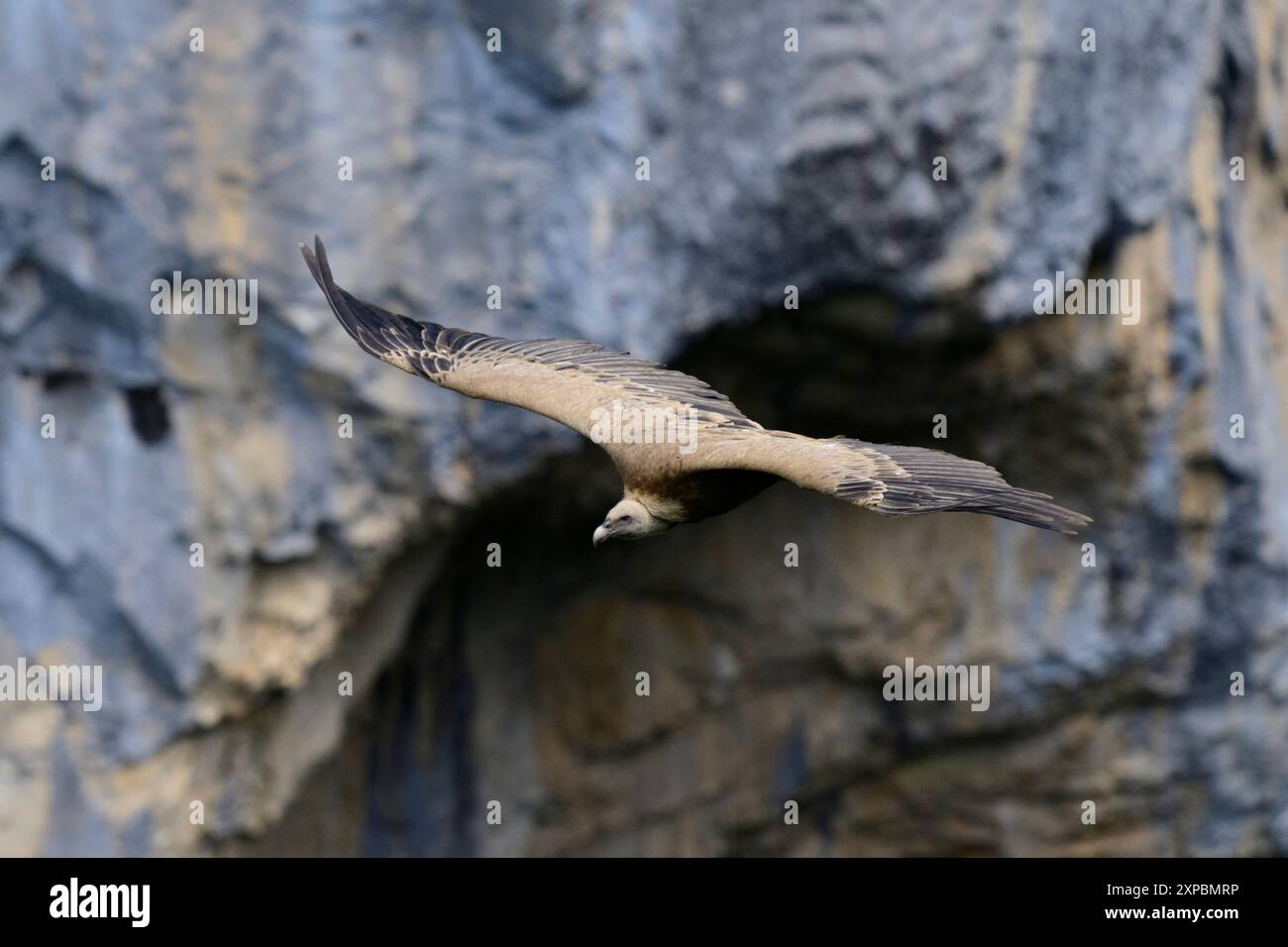 Fliegende Gänsegeier in einem Canyon, von oben gesehen Stockfoto