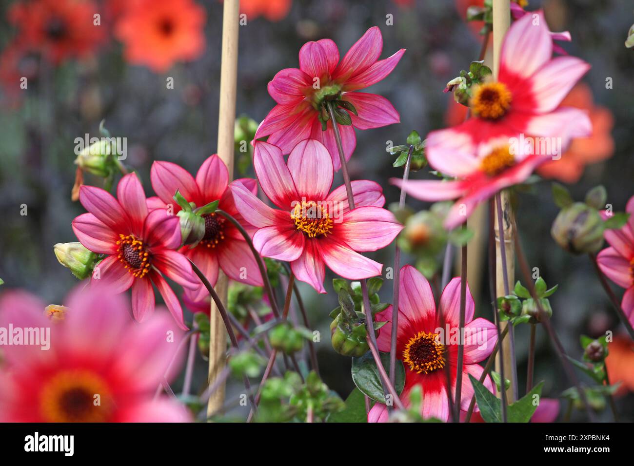 Rote und rosafarbene Dahlien „Lou Farman“ in Blüte. Stockfoto