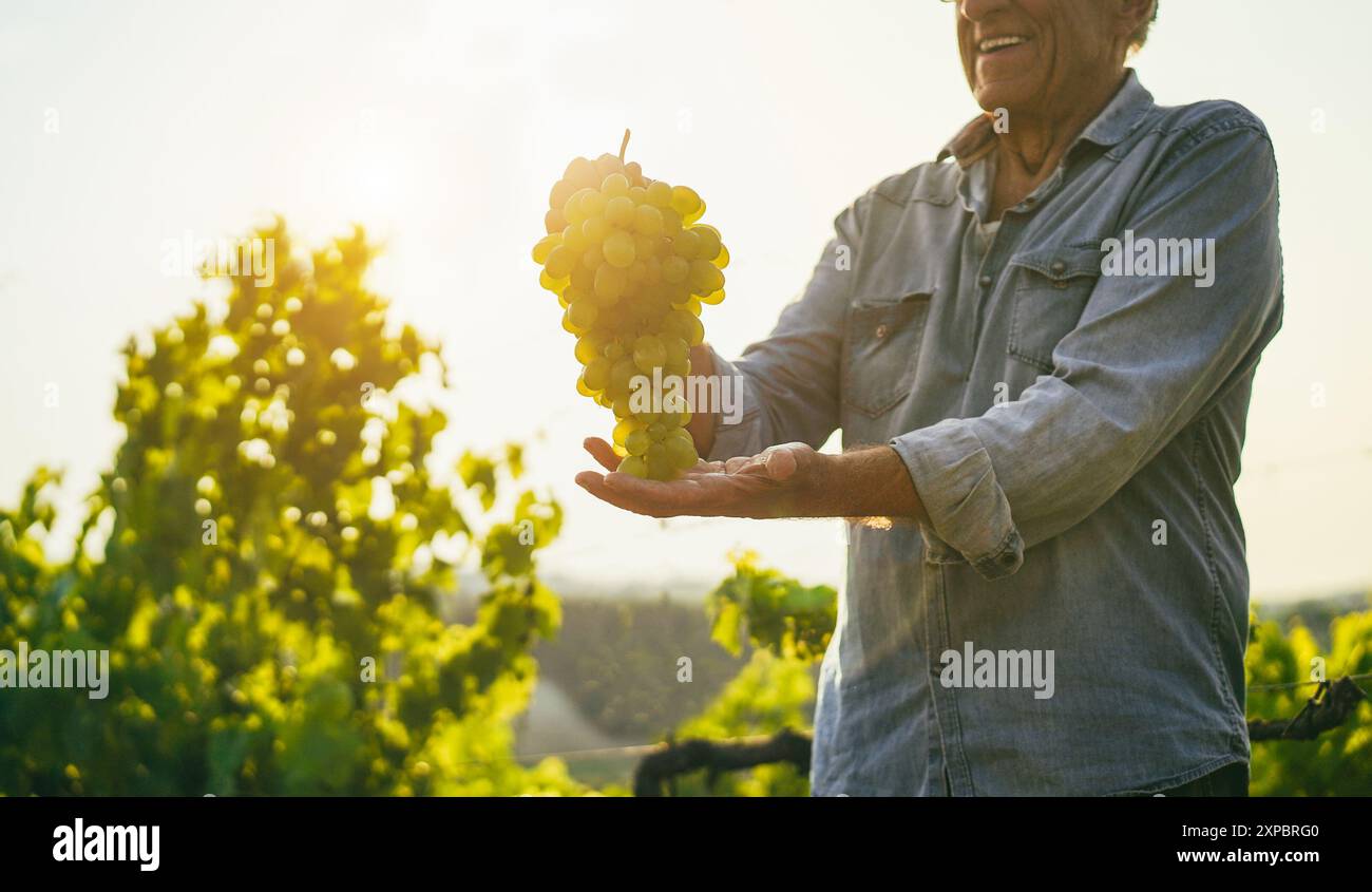 Leitender Weinproduzent Mann mit weißem Traubenstrauß und Weinberg im Hintergrund - Bio-Bauernhof und kleines Unternehmenskonzept - Fokus auf Obst Stockfoto