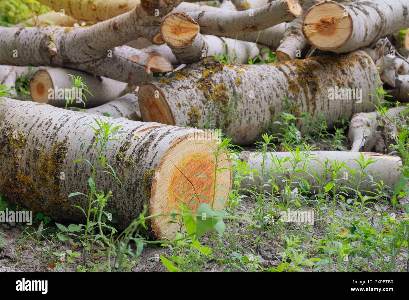 Lagerung von Brennholz. Brennholzlager auf dem Land. Holzhaufen frisch geschnittene Stämme. Country-STYLE. Pappelholz. Stockfoto