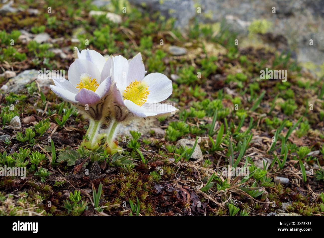 Pulsatilla vernalis auf dem Confinale-Berg. Ortles-Cevedale-Gruppe. Valfurva. Valtellina. Lombardea. Italienische Alpen. Europa. Stockfoto