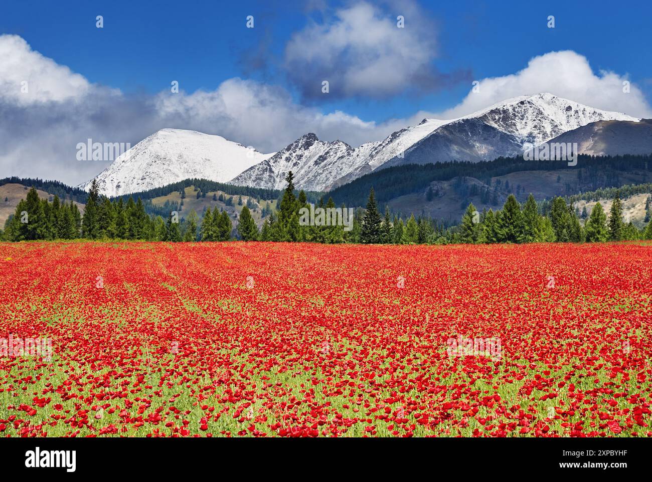Landschaft mit schneebedeckten Bergen, Wald und blühenden Feldern mit Mohn Stockfoto