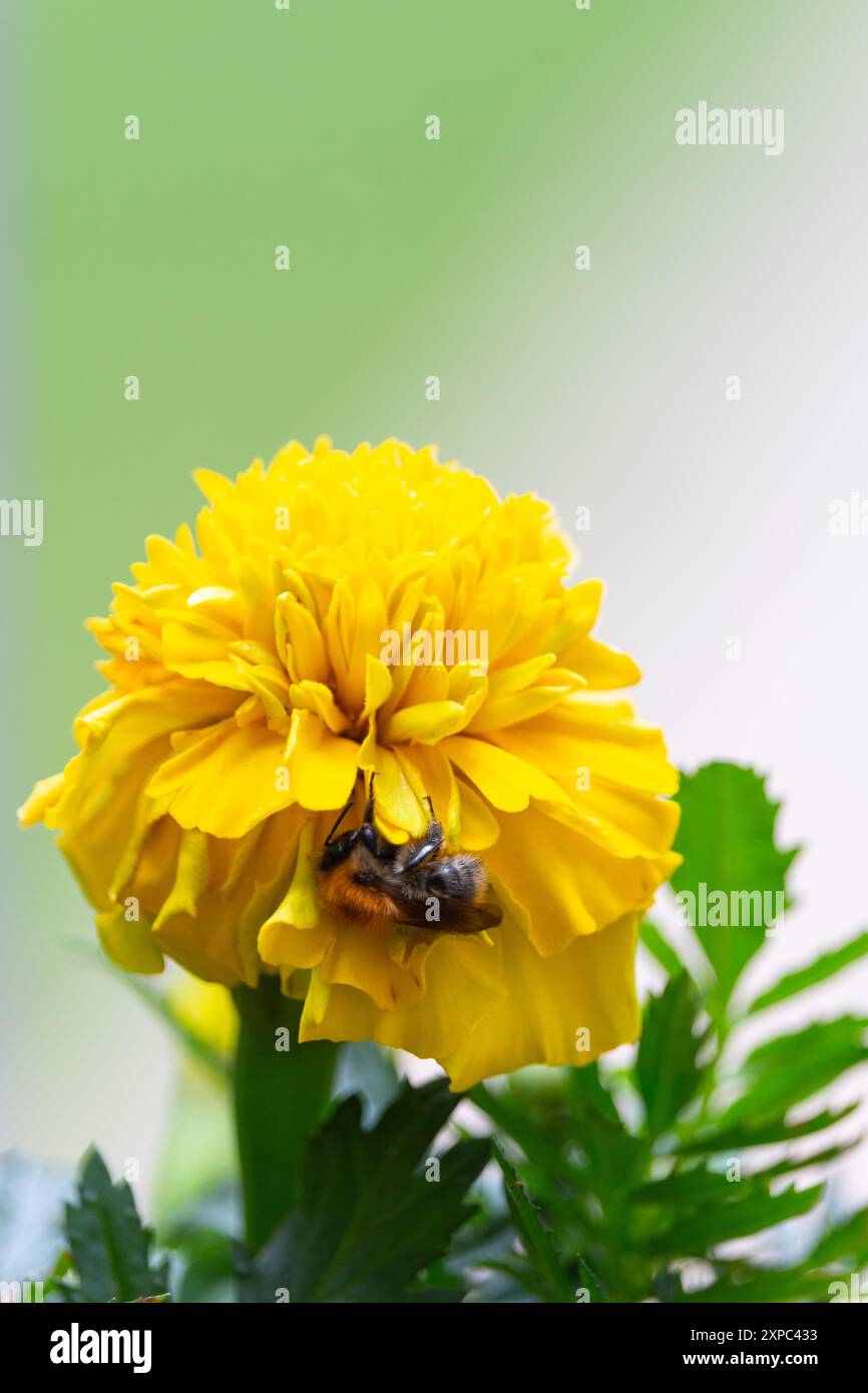 Biene auf einer gelben Ringelblume Stockfoto