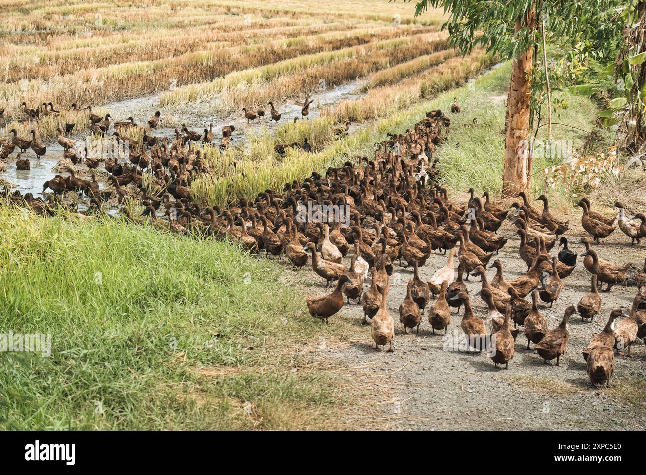 Eine Herde von Braunenten isst Nahrung auf dem Reisfeld auf dem Land Stockfoto