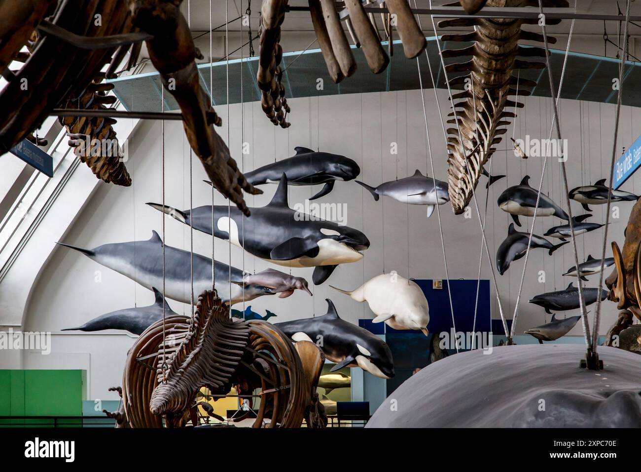 LONDON, GROSSBRITANNIEN - 22. MAI 2014: Dies ist ein Fragment der Ausstellung der Hall of Mammals im Museum of Natural History. Stockfoto