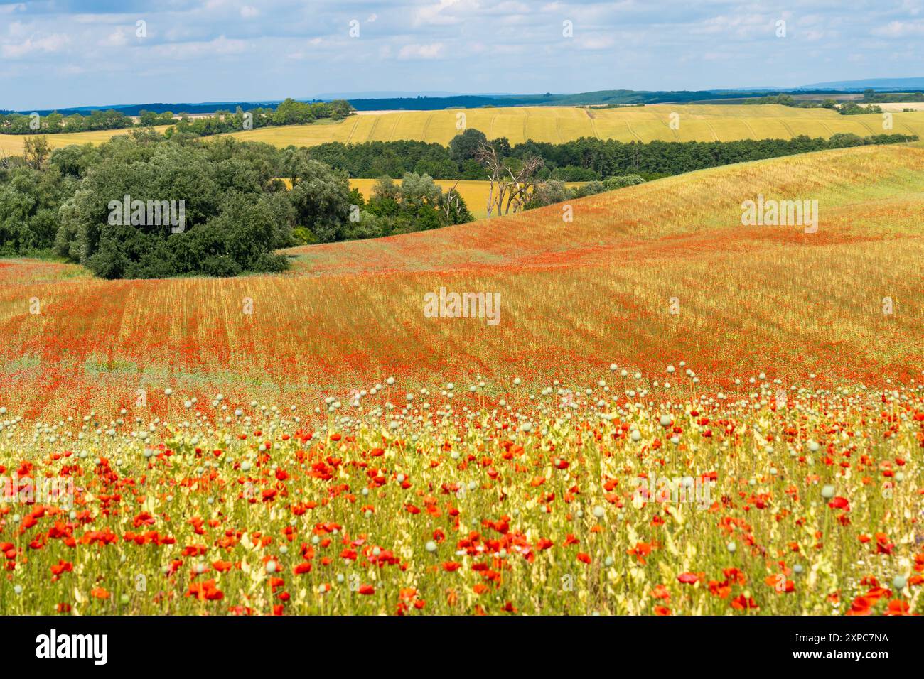 Mohnfeld unter blauem Himmel Stockfoto