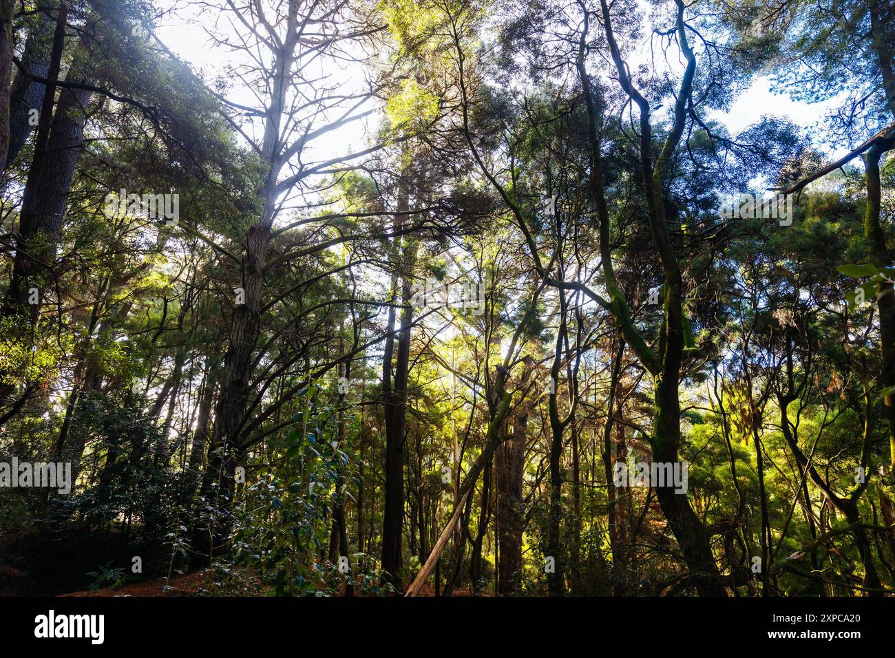 Lerderg Heritage River Walk in Melbourne Australien Stockfoto