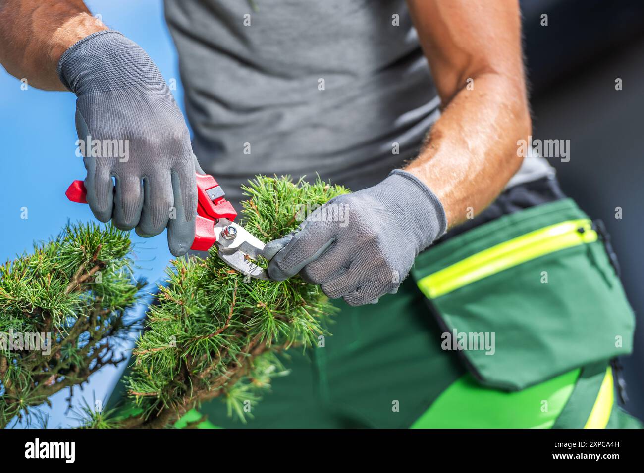 Eine Person mit Handschuhen schneidet einen immergrünen Zweig mit einer Gartenschere, die sich auf die Erhaltung der Pflanzengesundheit konzentriert. Stockfoto