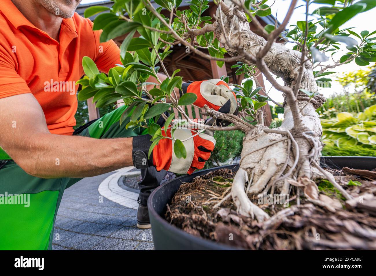 Ein Gärtner beschneidet einen Bonsaibaum in einem gepflegten Garten sorgfältig und zeigt die Liebe zum Detail und die Pflege der Pflanzen. Stockfoto
