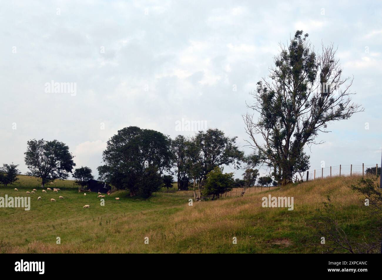 Schafe, die auf einem Hügel in Mid Wales weiden Stockfoto