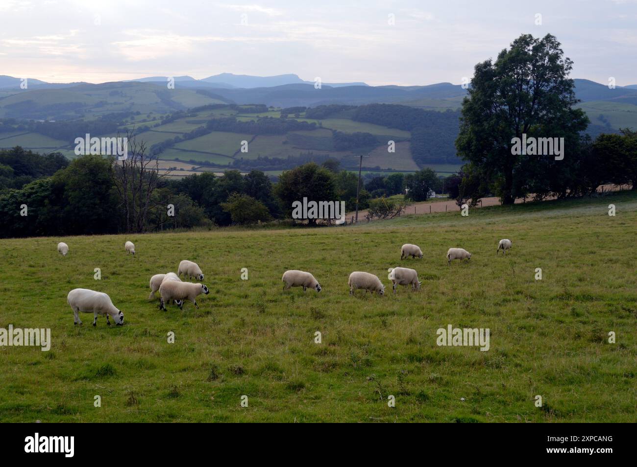 Schafe, die auf einem Hügel in Mid Wales weiden Stockfoto