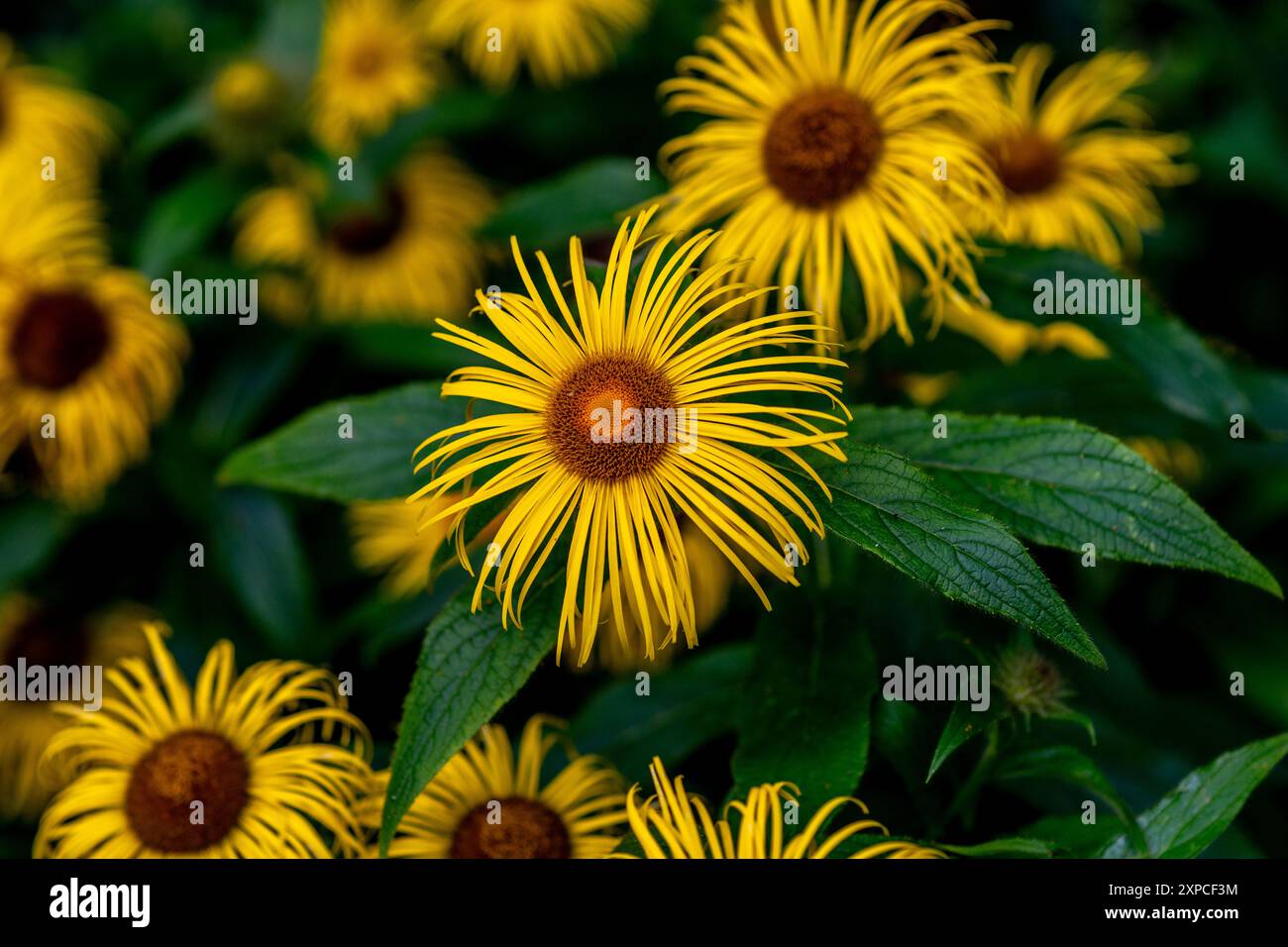 Inula Helenium Stockfoto
