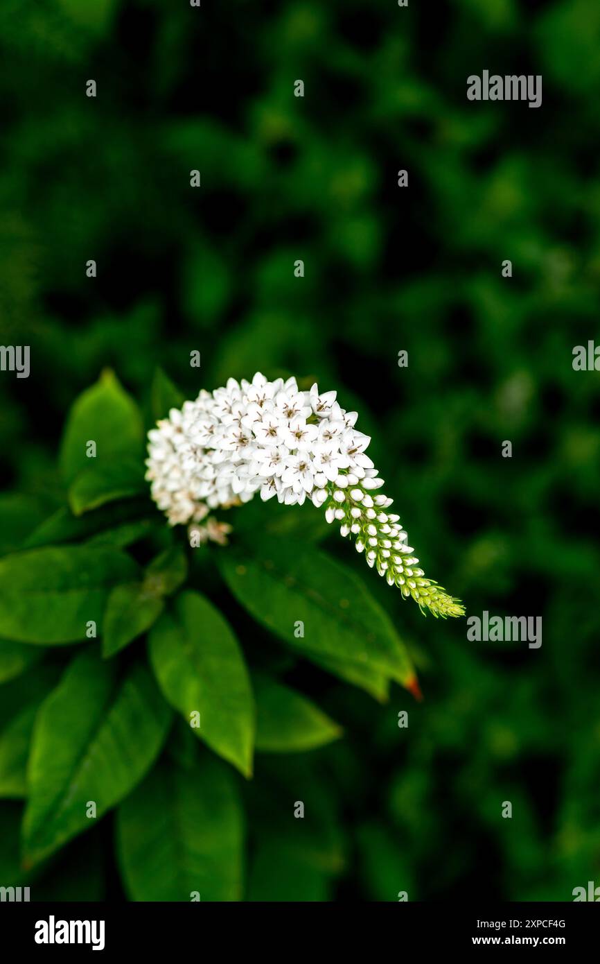 Schwanenhals (Lysimachia clethroides) Stockfoto