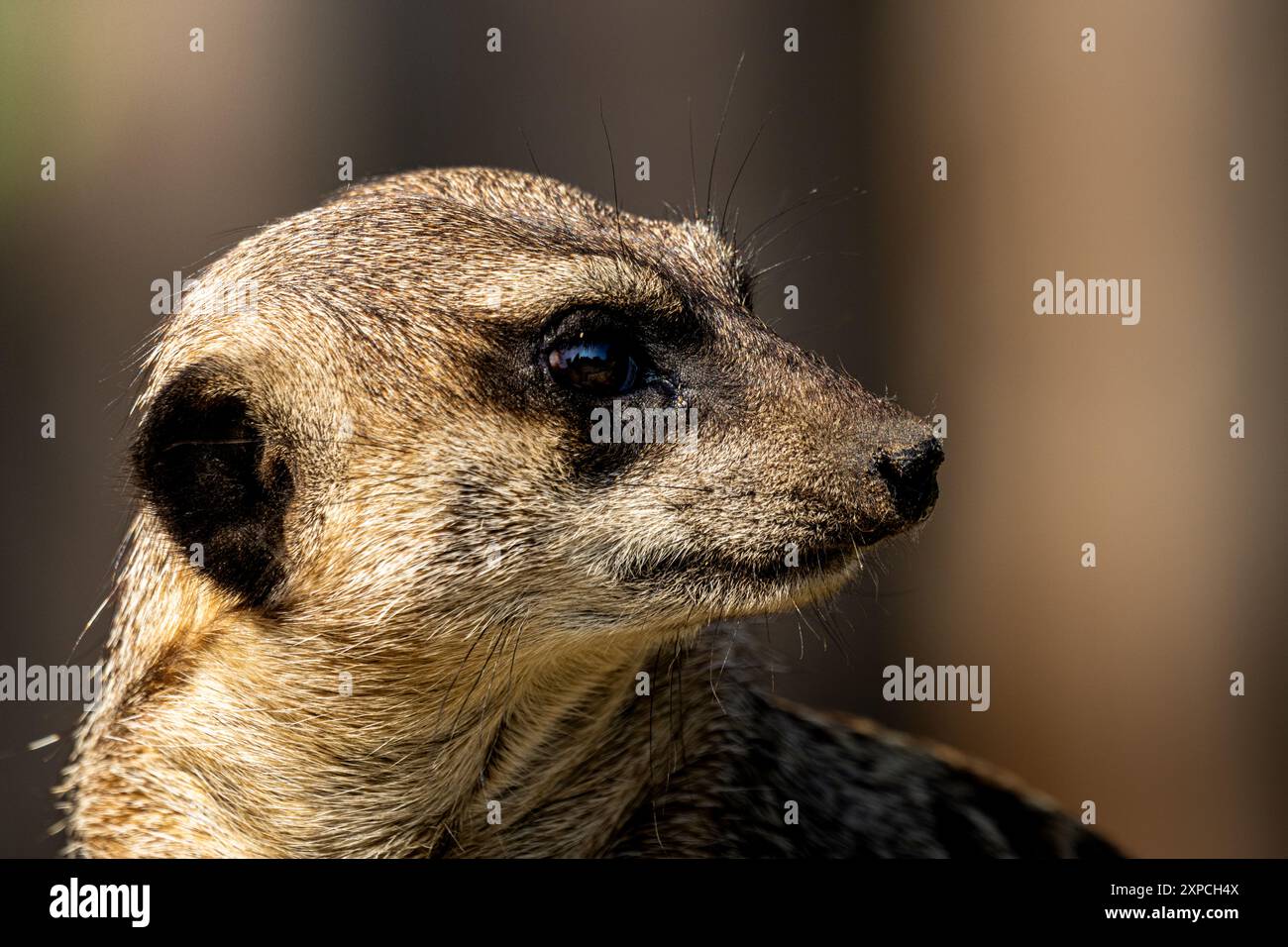 Erdmännchen im Edinburgh Zoo in Schottland Stockfoto