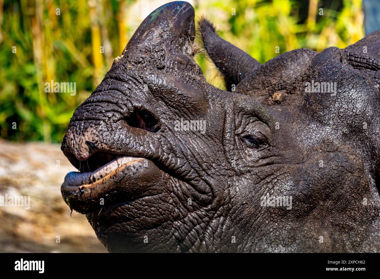 Rhino im Zoo von Edinburgh in Schottland Stockfoto