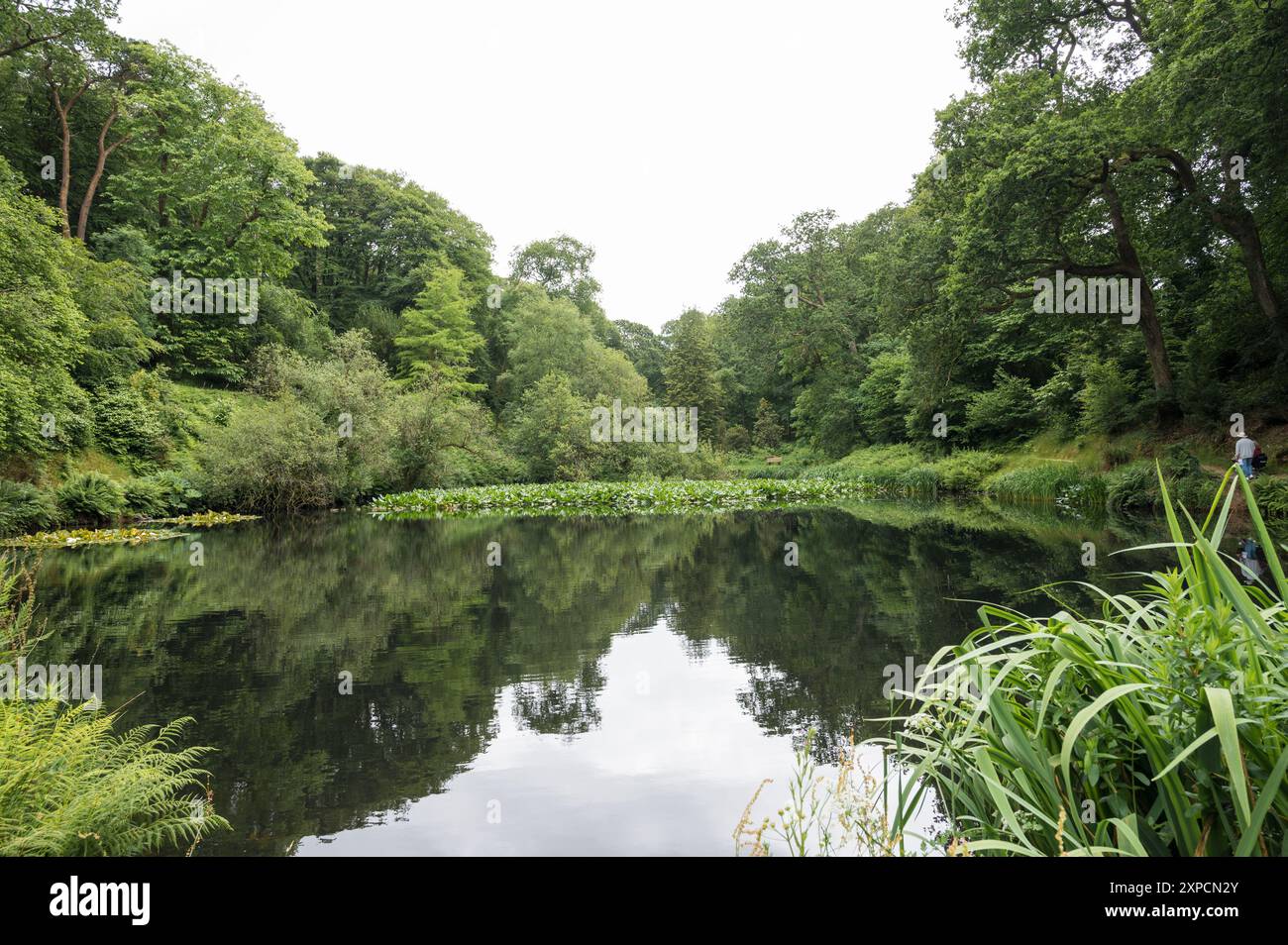 Ziersee mit Seerosenkissen im Wald England Großbritannien Stockfoto