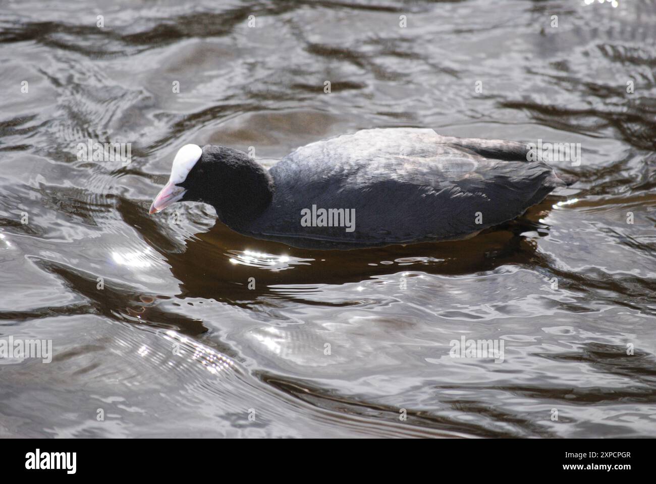 Amerikanischer Huhn schwimmt auf dem Fluss Stockfoto