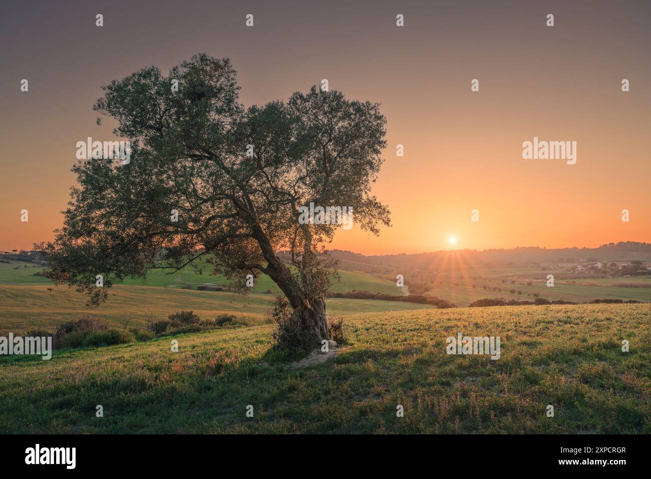 Ein Olivenbaum auf einem Feld und ein klarer Himmel bei Sonnenuntergang. Maremma Landschaft in Bibbona, Toskana Region, Italien, Europa. Stockfoto