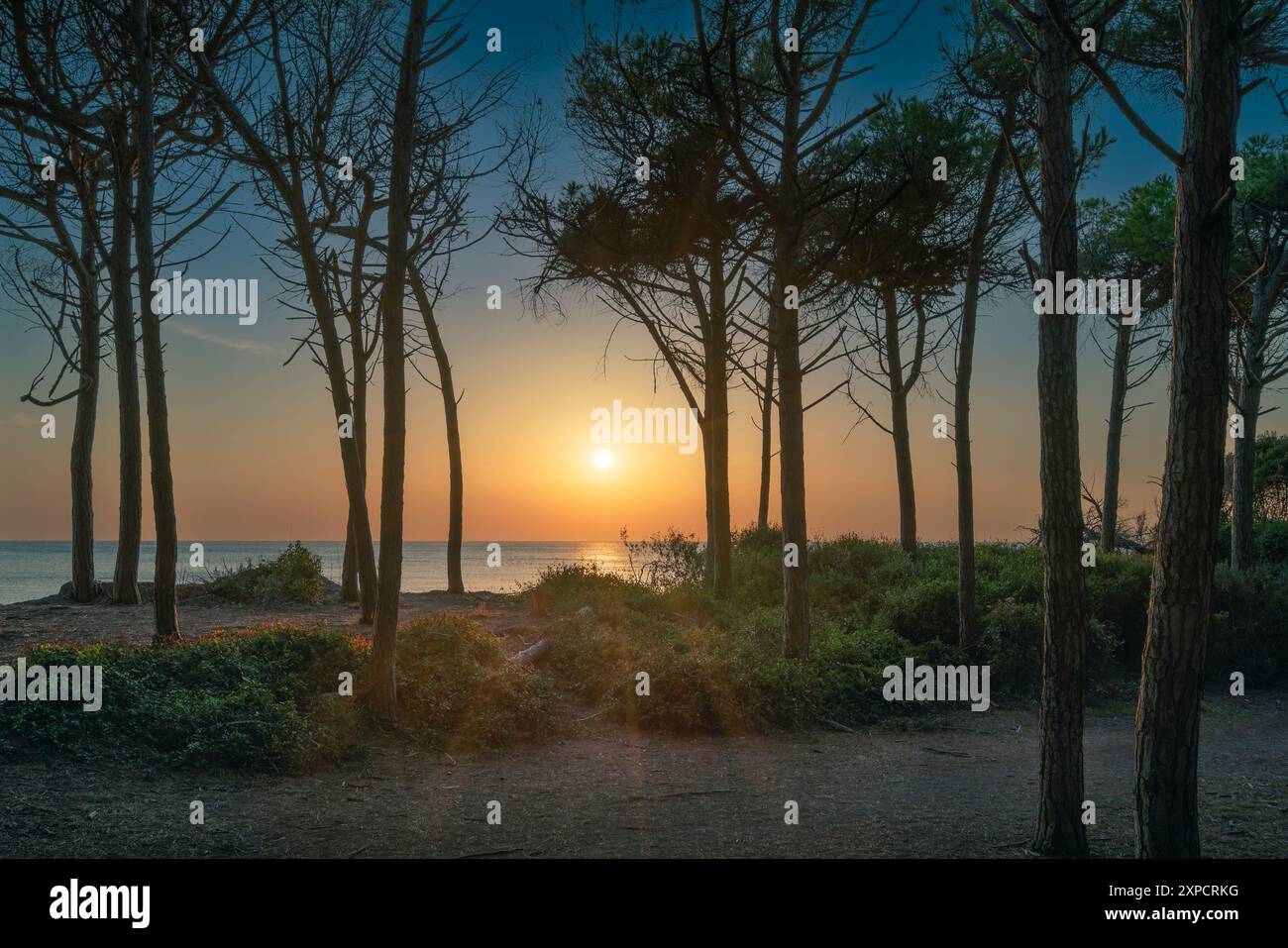 Kiefern, Strand und Meer bei Sonnenuntergang im Tombolo von Cecina. Marina di Cecina Reiseziel in Alta Maremma, Toskana Region, Italien Stockfoto