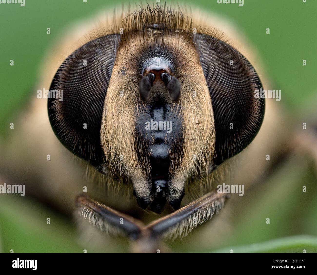 Nahaufnahme des weiblichen Eristalis tenax hoverfly. Tipperary, Irland Stockfoto