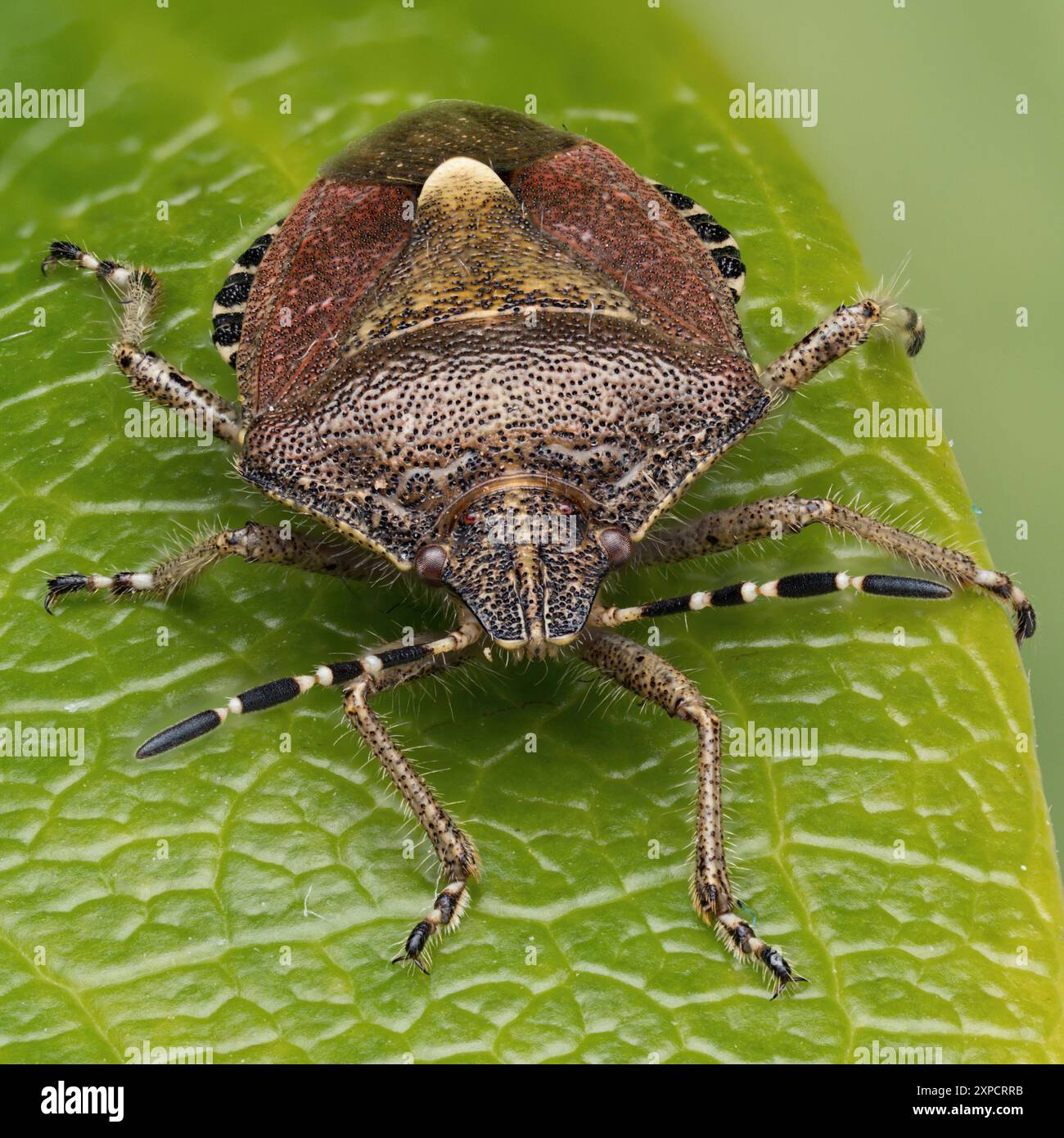 Haarige Schildkäfer (Dolycoris baccarum) auf Blatt. Tipperary, Irland Stockfoto