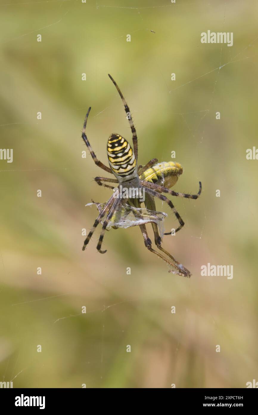 Wespenspinne mit Beute in Wild Woodbury Dorset UK Stockfoto