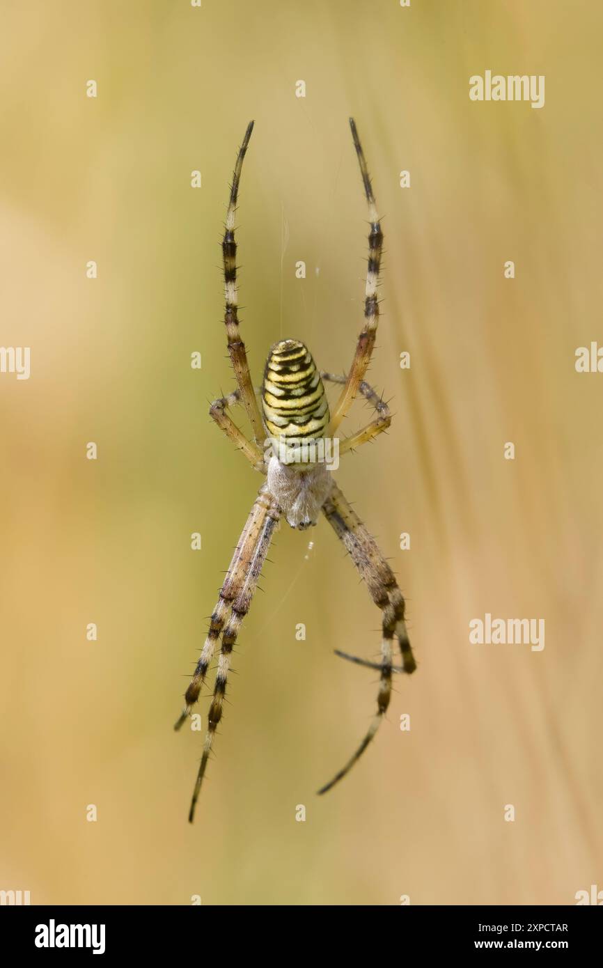 Wespen-Spider bei Wild Woodbury Dorset UK Stockfoto