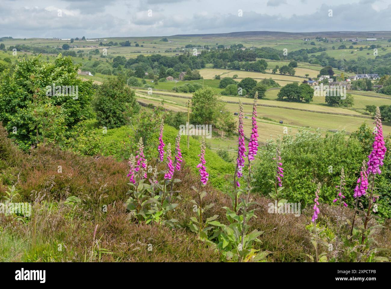 Wilde Fuchshandschuhe (Digitalis purpurea), die am Rande des Baildon Moor in Yorkshire wachsen. Fernblicke blicken auf Felder und Bäume in Richtung Rombald Stockfoto