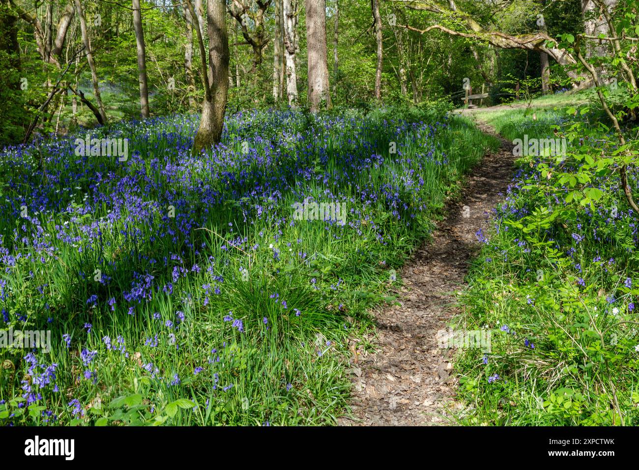 Antikes englisches Waldland mit einer Grunddecke englischer Blauglocken. (Hyacinthoides non-scripta). Stockfoto