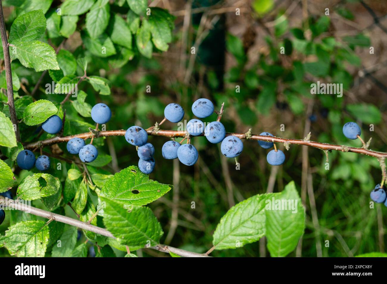 Ernte von Früchten im größten zusammenhängenden Obstbaugebiet Europas - dem Hamburger Altland Stockfoto