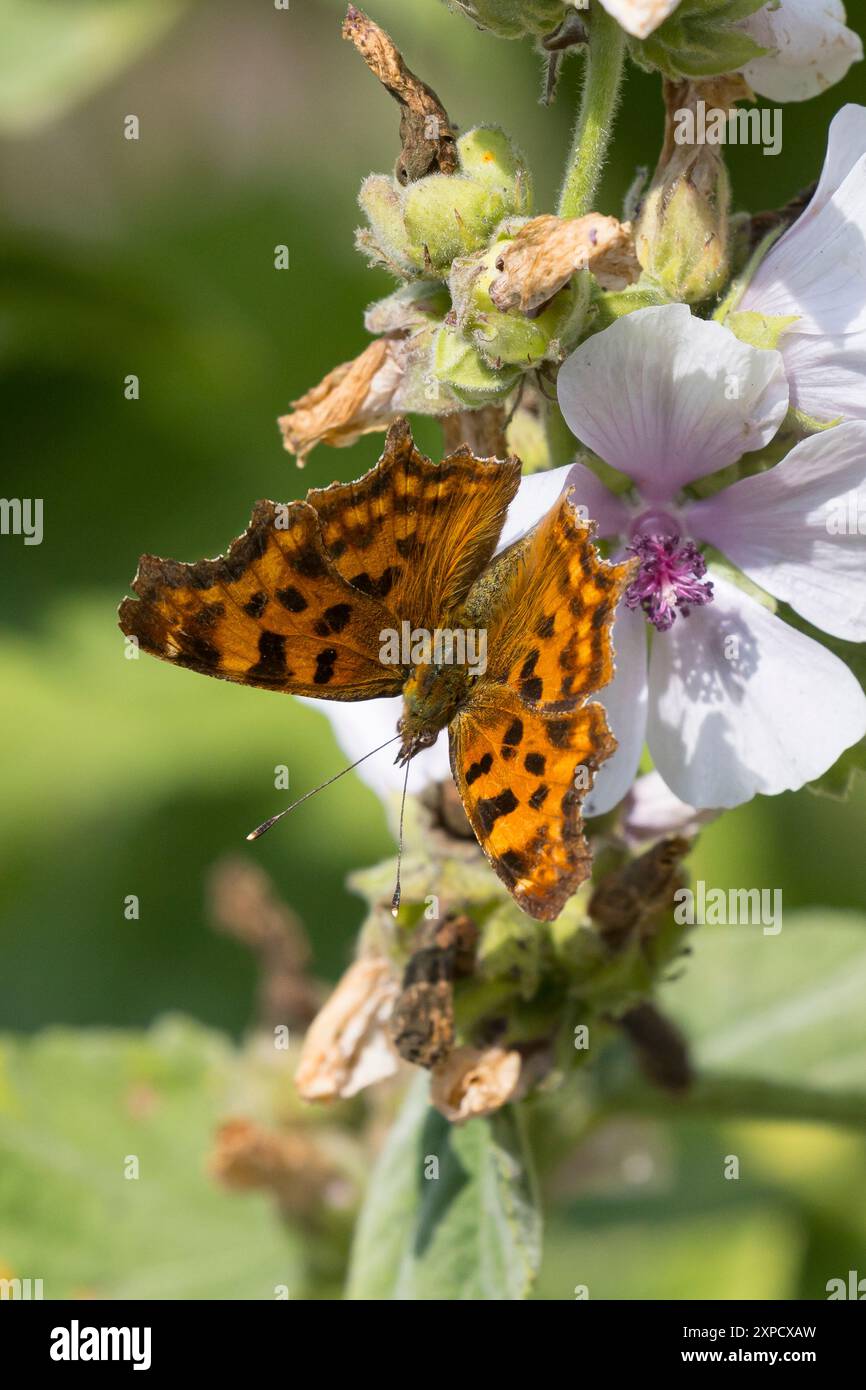 C-Falter, Weißes C, C-Fuchs, Blütenbesuch auf Eibisch, Polygonia c-Album, Nymphalis c-Album, Komma, Anglewings, Le Robert-le-Diable Stockfoto