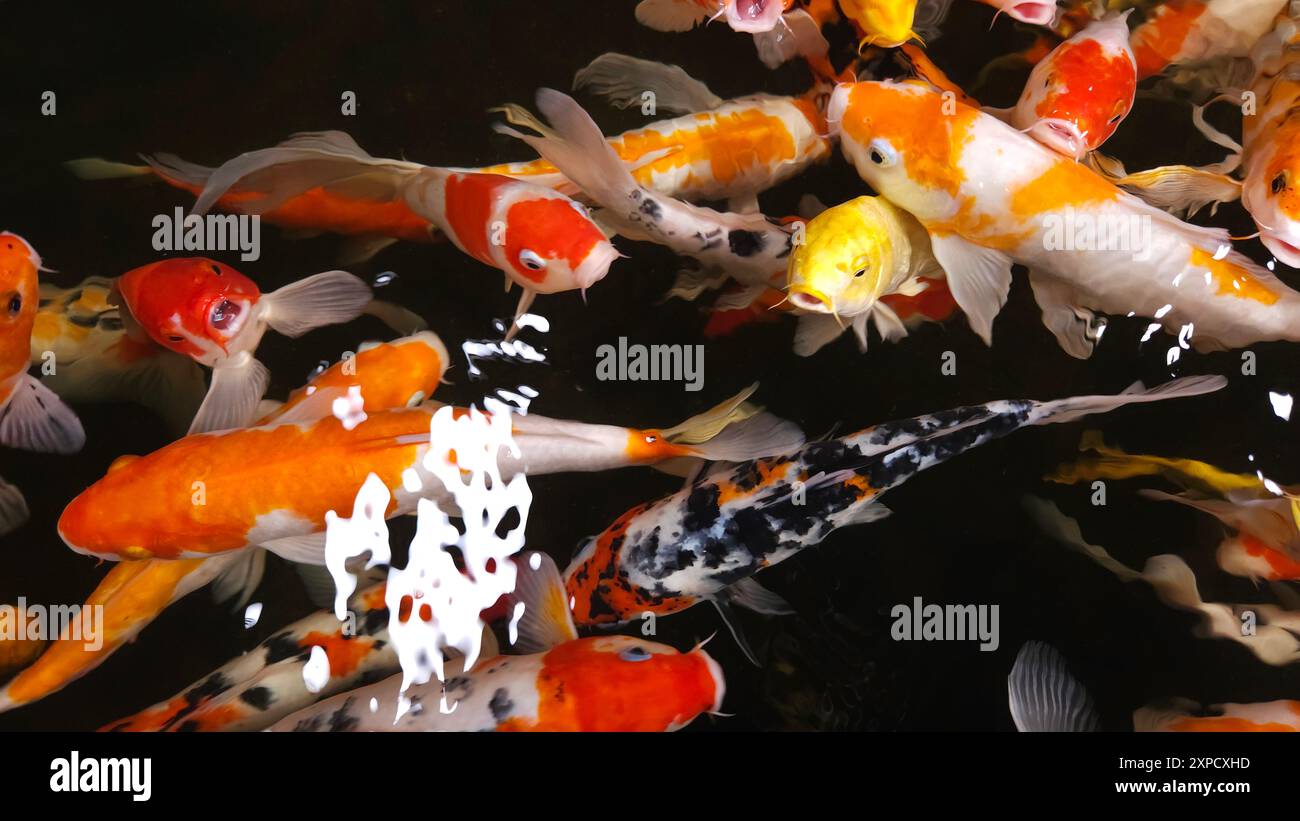 Blick von oben viele bunte Koi-Fische oder japanische Koi-Karpfen schwimmen frei im gesunden Teich. Viele Fische öffnen den Mund, um Futter zu geben. Stockfoto